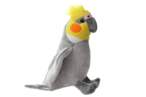 Ply� Korela chocholat�